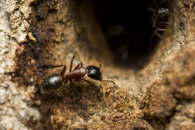 Carpenter Ants Can Damage Trees, Telephone Poles