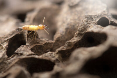 Follow Early Signs to Prevent Termite Investation