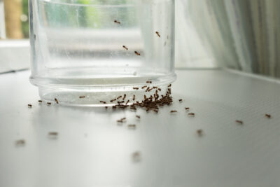 Which Ants Are You Seeing In Your NJ Home?