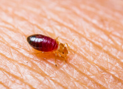 Bed Bugs Are Difficult to Eliminate Without Help