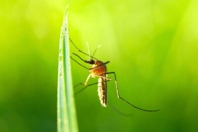 Protect Your NJ Home from Mosquitoes This Summer