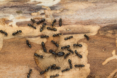 How To Identify A Carpenter Ant Infestation This Spring
