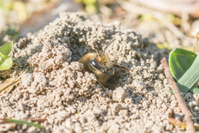 Not All Bees Live In Hives – Learn About NJ Ground Bees