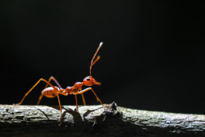 4 Types of NJ Ants That Look Like Fire Ants