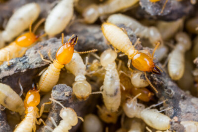 The Most Common Springtime Pest Is Also A Threat To Homes and Properties