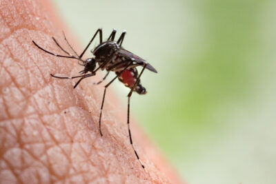 What to Know About NJ Mosquitoes this Season Part 2