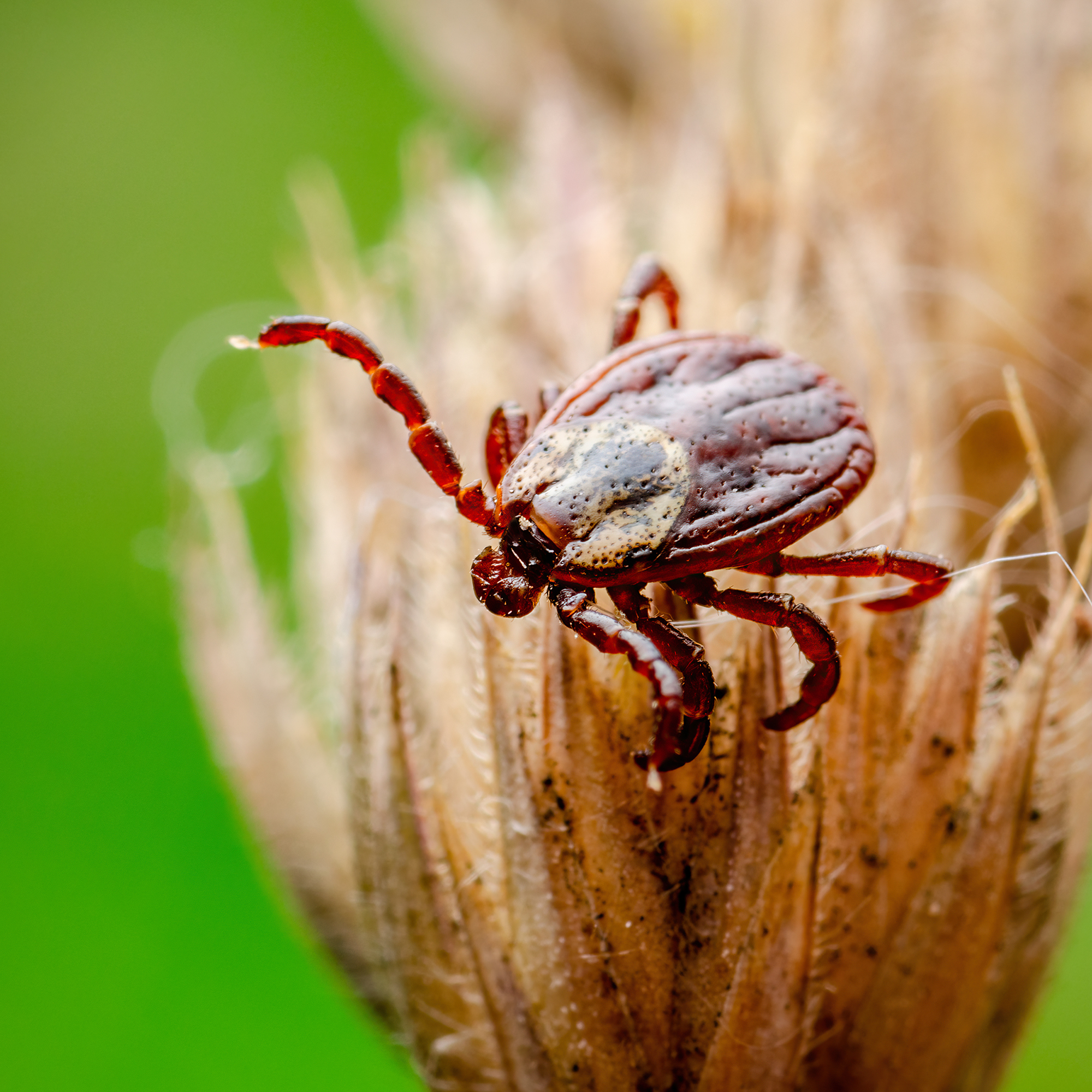 It's an Invasion! Top Invasive Pests to Look Out For - Allison Pest ...
