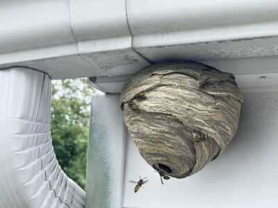 NJ Wasp Control is Best Handled by the Pros