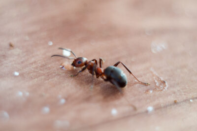 Tips and Facts About the NJ Odorous House Ant
