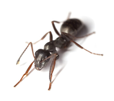 What Are the Big Black Ants in New Jersey?