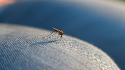 5 Reasons Mosquito Control is Important