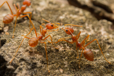 Are Those Red Ants In Your Yard Actually Fire Ants?