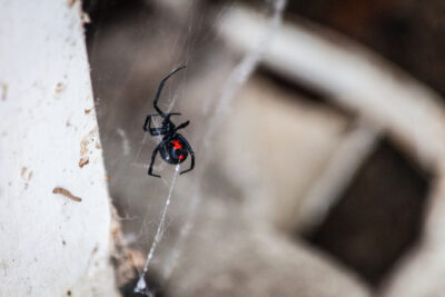 Did You Just Find a Black Widow Spider? How to Know for Sure