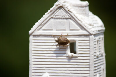 Stink Bugs – October is the Month for Stink Bugs in New Jersey Homes