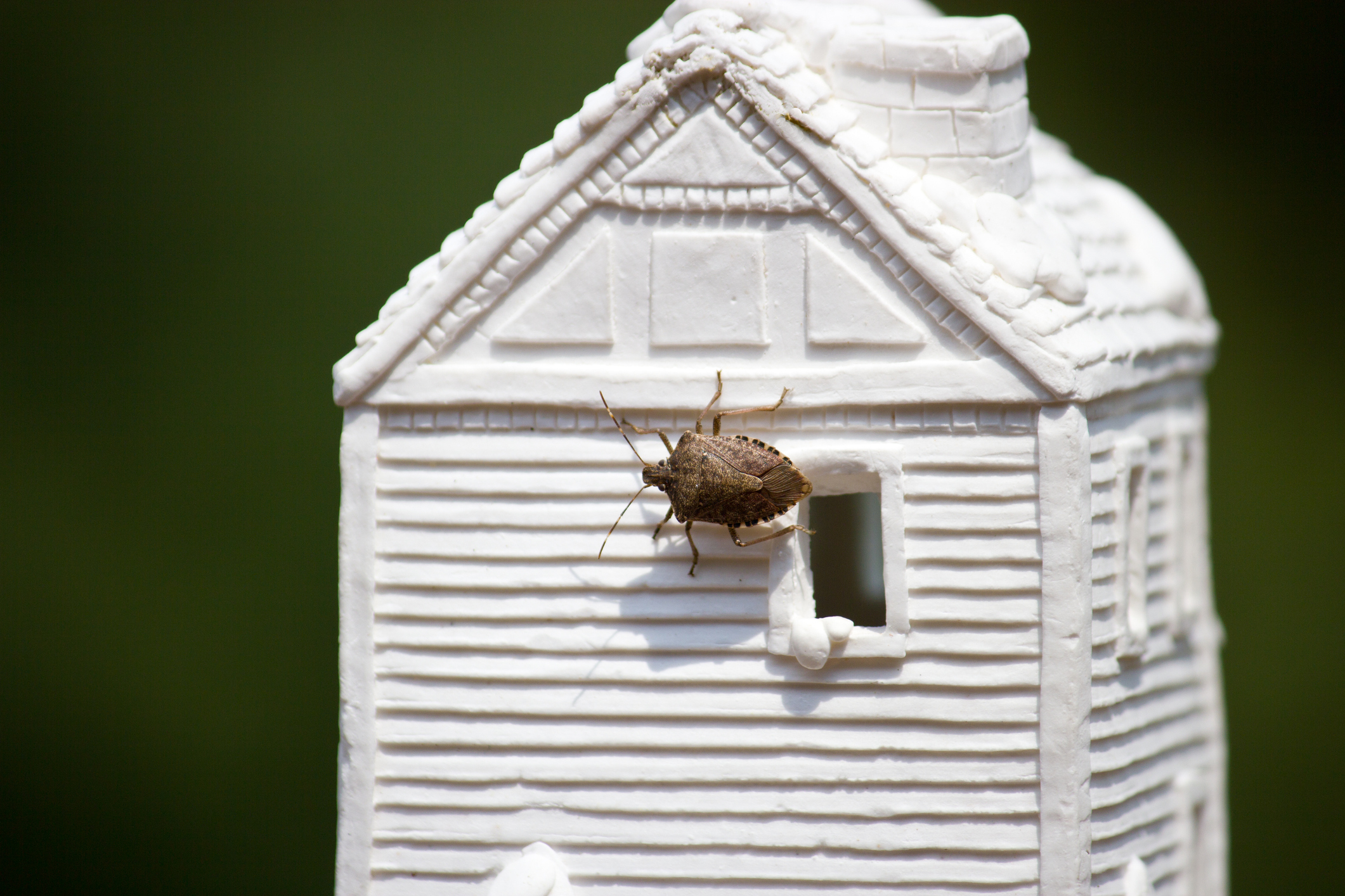 Stink Bugs October is the Month for Stink Bugs in New Jersey Homes