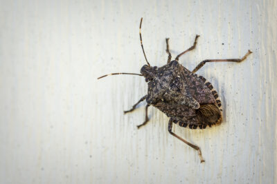 There Are 11 Types of Stink Bugs Found in New Jersey