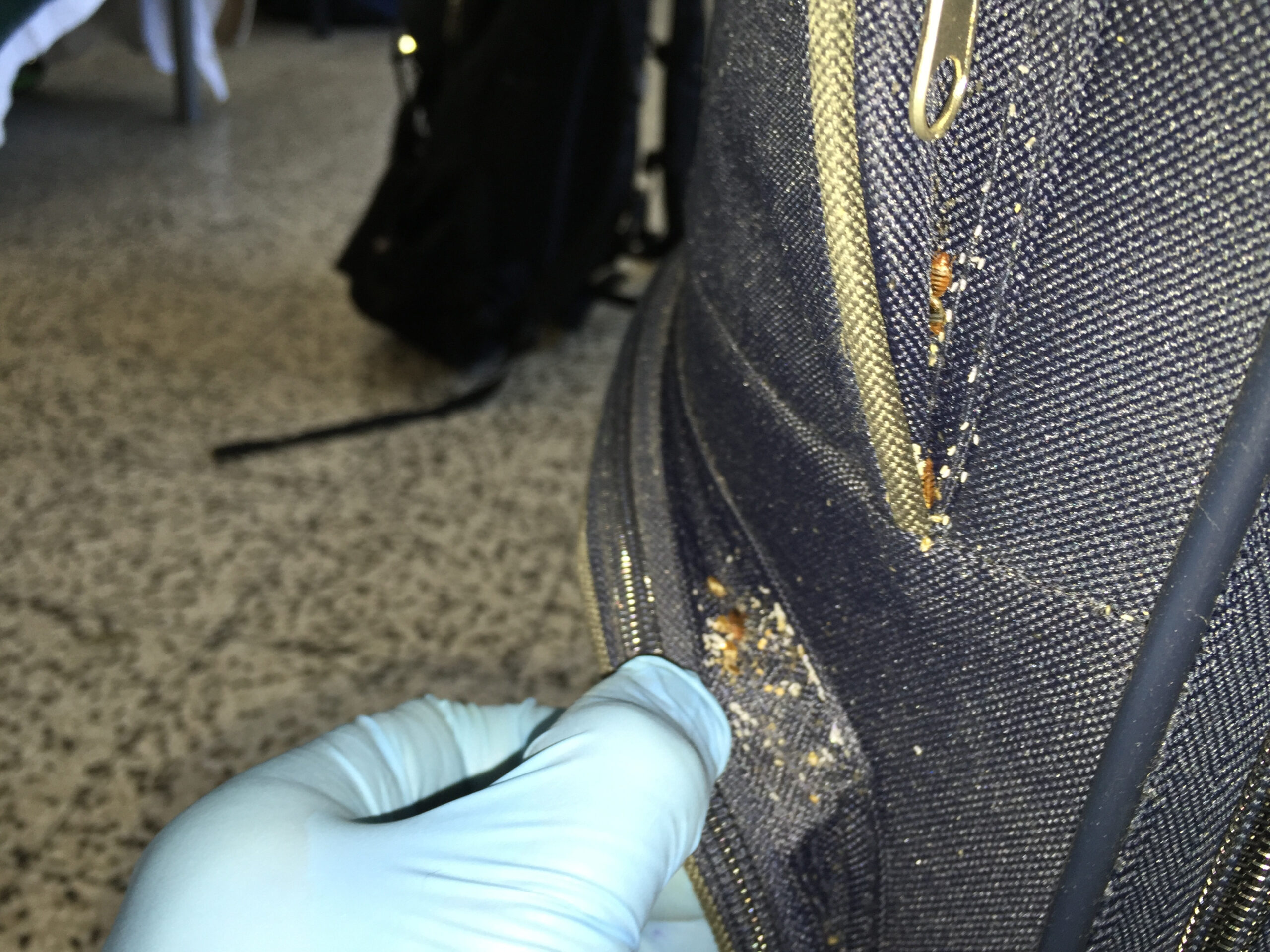 Trending in November The New Jersey Bed Bug Problem Allison Pest