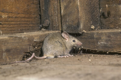 The House Mouse in New Jersey Can Carry Disease