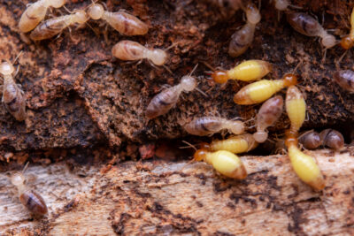 Termites in New Jersey Do Not Hibernate