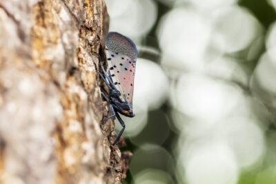 What Happens to Spotted Lanternflies in the Winter?
