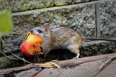 How to Prevent and Control Rodent Infestations in Your Home This Winter