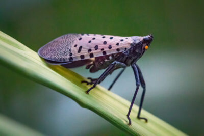 About Spotted Lanternflies 101: 5 Things to Know