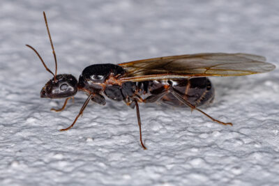 Do NY Carpenter Ants Survive the Winter?