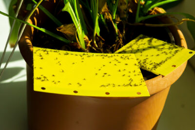 Why Do My Plants Get Fungus Gnats in The Winter?