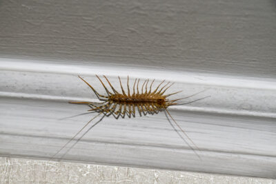 What Was That Scurrying Around My Basement? Centipede Vs Millipede