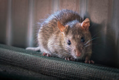 The 4 Most Common Rats In New Jersey