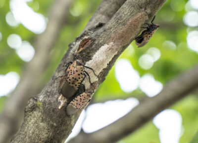 Lanternflies Hatching Season is Coming