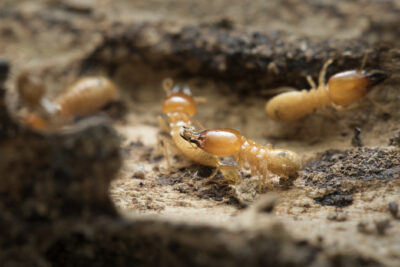 What Are New Jersey Termites Doing in Late January and February?