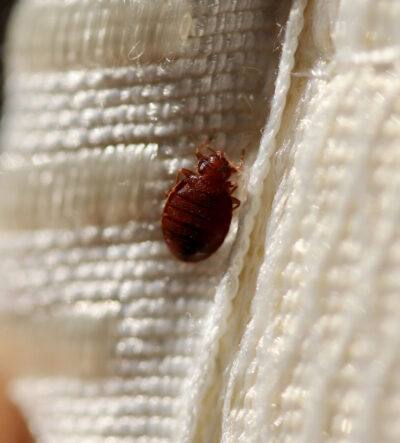 The Mayo Clinic on What Are Bed Bugs and What Kills Them?