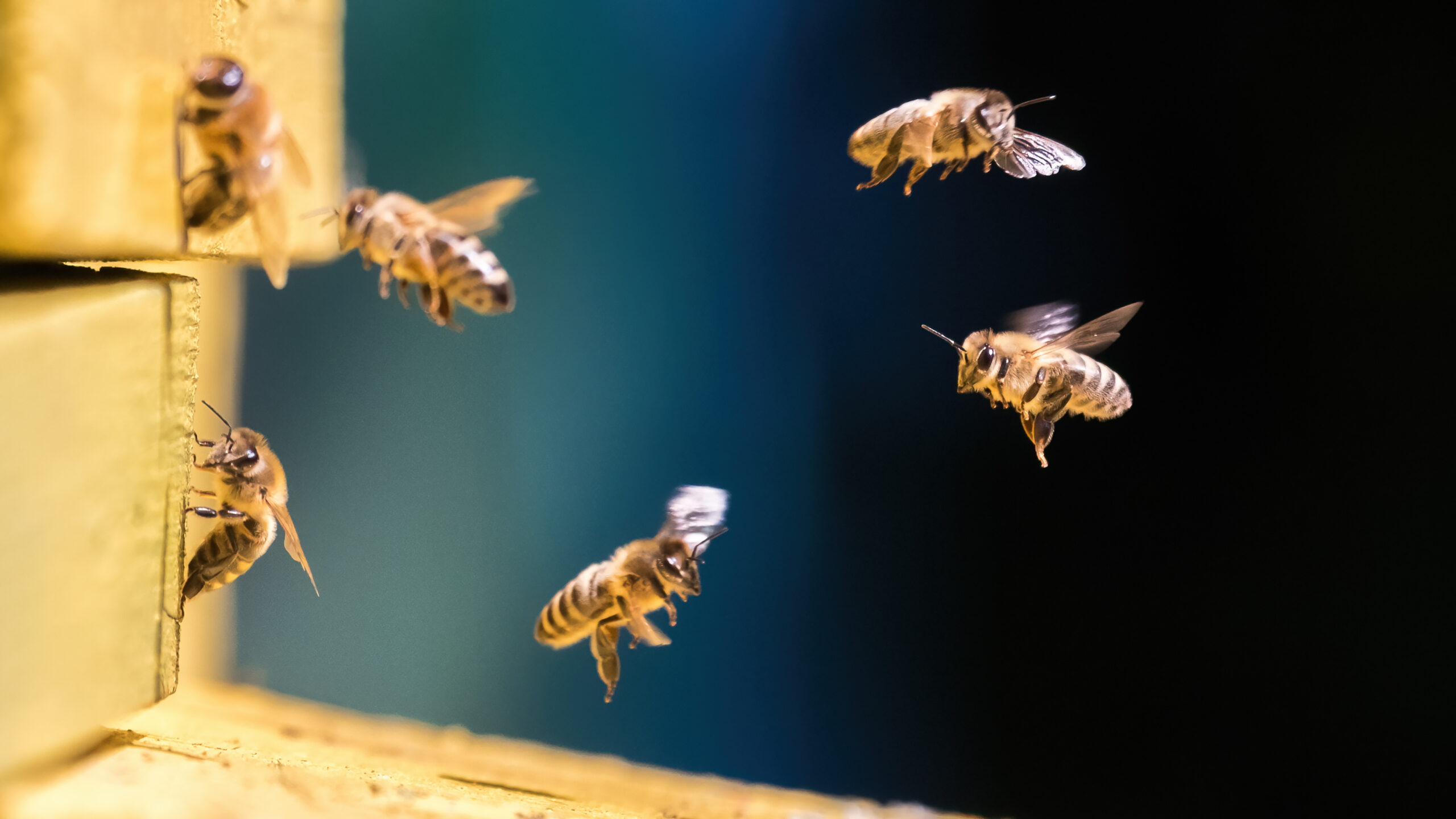 5 Commonly Found Bees In New Jersey Allison Pest Control Since 1917