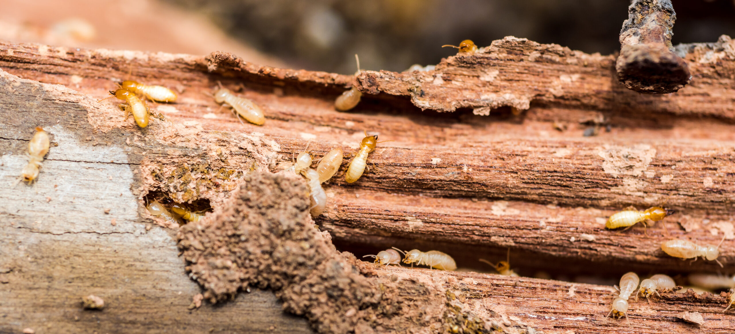 Spring Termite What to Know About NJ Termites for this Spring - Allison Pest Control ...