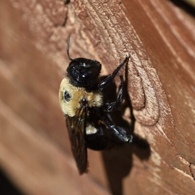 What to Know About Carpenter Bees in Monmouth County NJ