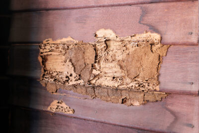 Termite Damage Estimates – Fast Treatment is Key to Saving Money