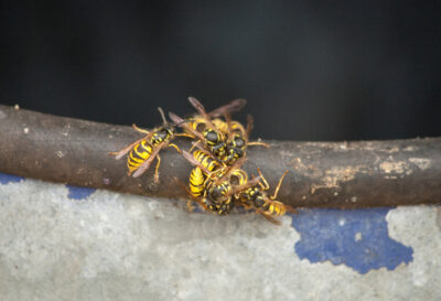 What to Know About Yellowjacket Queens in the Spring