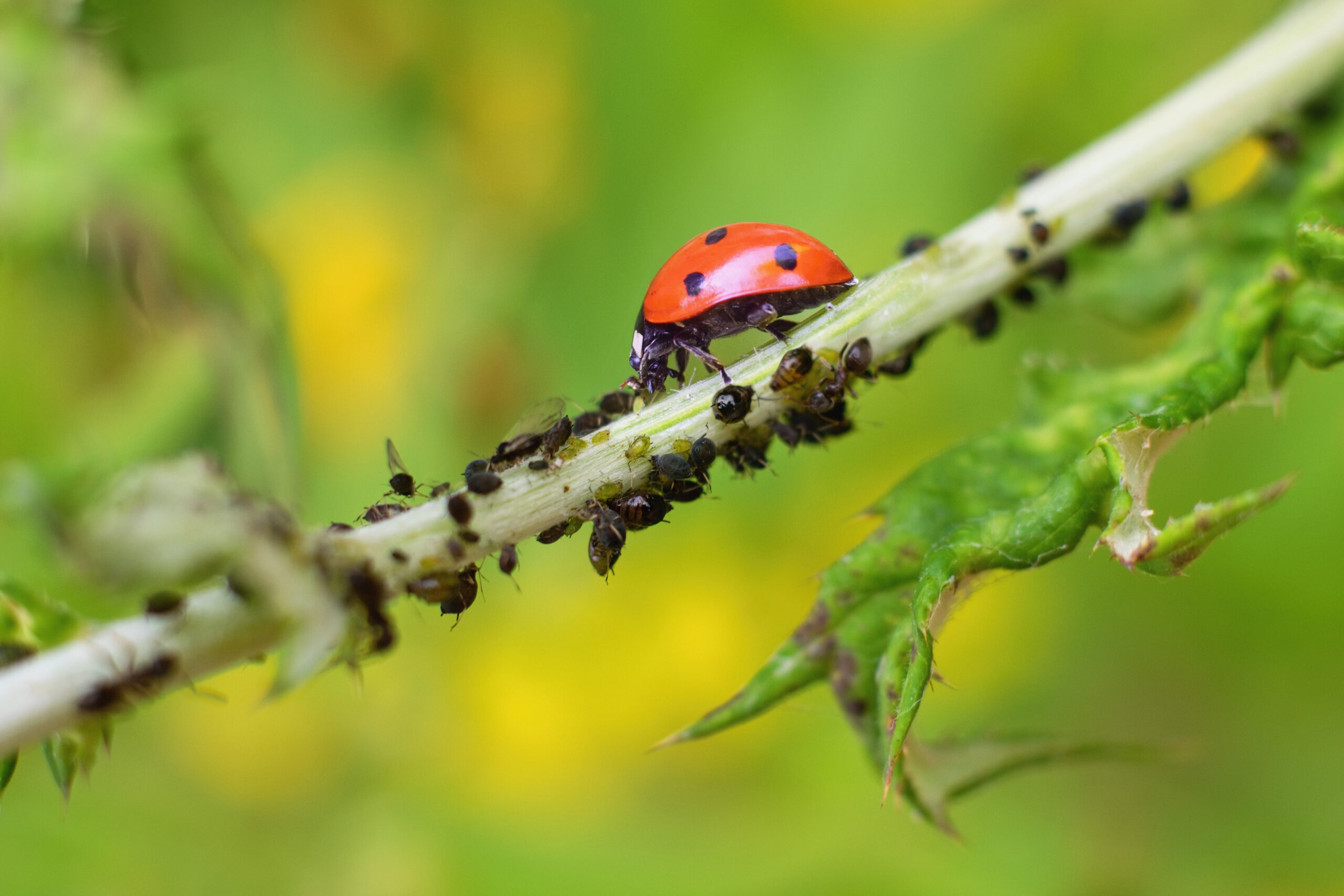 Beneficial Insects According to Rutgers: Know When to Call Your Local ...