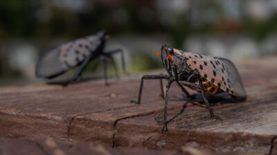 Spotted Lanternfly Extermination and Prevention Tips from the U.S. Fish & Wildlife Service