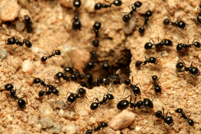 How Do Ant Colonies Spread?