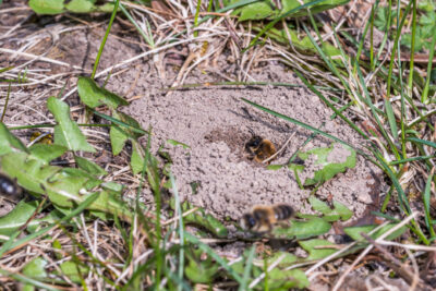 What to Know About New Jersey Ground Bees