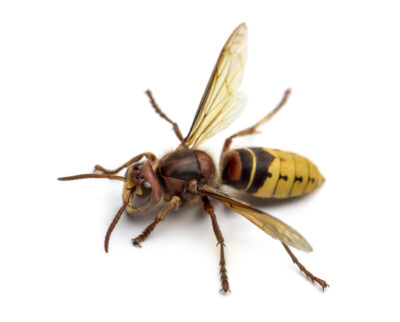 What to Know About Aggressive NJ Hornets