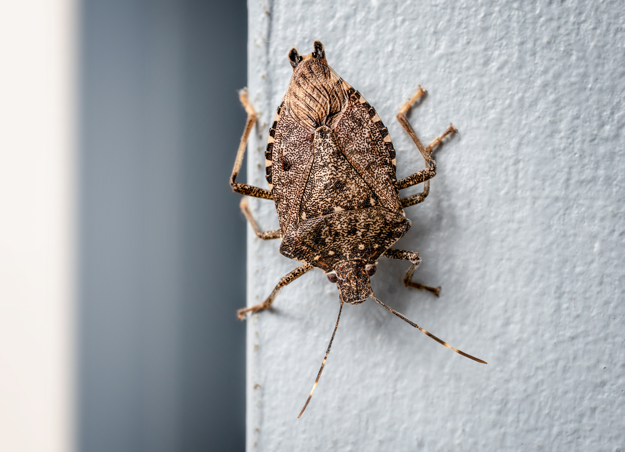 Stink Bug Behavior in the Fall - Allison Pest Control - Since 1917