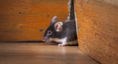 Searching “Exterminator Near Me”? Here’s Why Local Matters