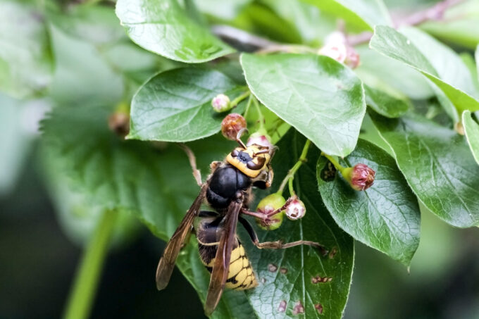 Stinging Insects in New Jersey Part 2 - Allison Pest Control - Since 1917