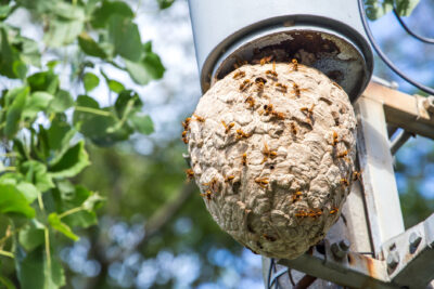 NJ Hornet Season: Stay Protected with Allison Pest Control