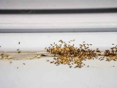Ant Control: The Ultimate Guide