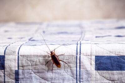 Dangers of DIY Cockroach Control