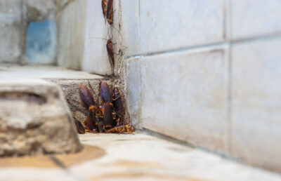 Cockroach Prevention: Uncovering Common Cockroach Hiding Places